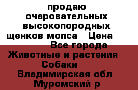 продаю очаровательных высокопородных щенков мопса › Цена ­ 20 000 - Все города Животные и растения » Собаки   . Владимирская обл.,Муромский р-н